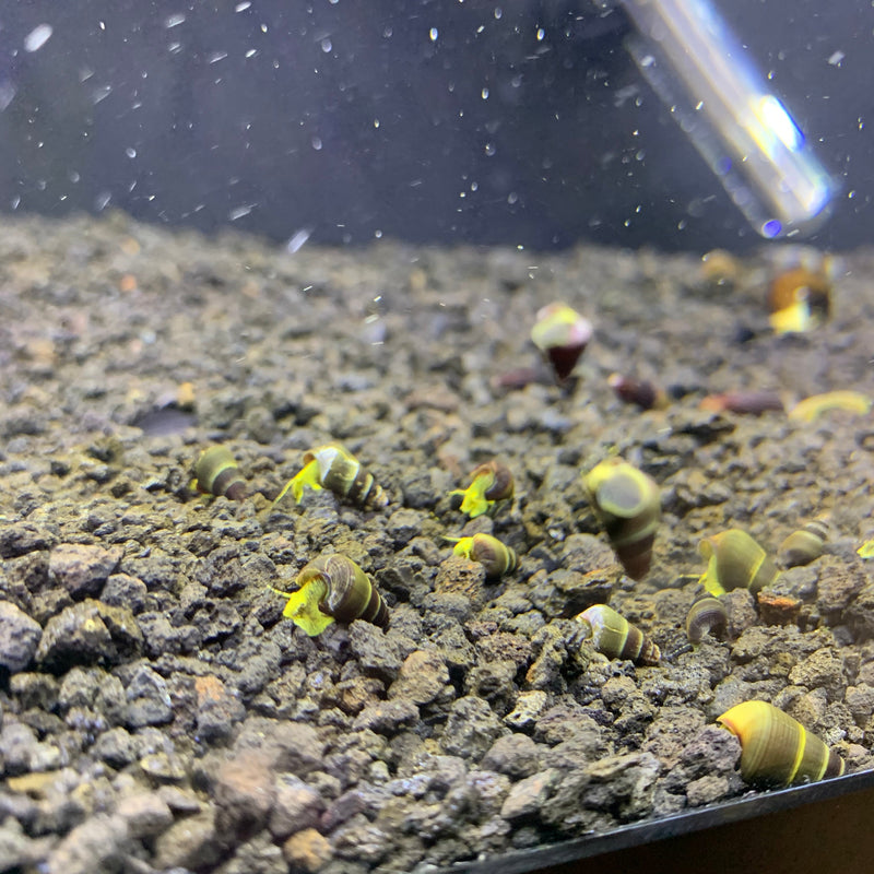 5 BABY Yellow Sulawesi Rabbit Snails (Tylomelania Sarasinorum) - AquaticMotiv