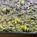 5 baby yellow sulawesi rabbit snails with yellow and brown striped conical shells resting on gravel substrate