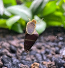 A dark brown spiraled snail shell with a translucent spotted operculum and delicate antennae in baby yellow sulawesi rabbit snails