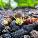 Five baby yellow sulawesi rabbit snails with vibrant striped shells crawling over dark gravel in aquatic environment