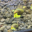 Vibrant yellow and brown striped baby yellow sulawesi rabbit snails with glossy shells crawling on rocky aquarium substrate