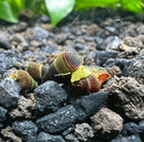 A group of 5 baby yellow sulawesi rabbit snails with colorful striped shells resting on dark gravel substrate