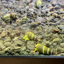 Yellow and brown striped cone snails resting on rocky substrate in aquarium with 5 baby yellow sulawesi rabbit snails
