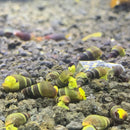 A cluster of vibrant yellow and dark brown striped baby yellow sulawesi rabbit snails with glossy shells on gravel