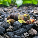 5 baby yellow Sulawesi rabbit snails with vibrant yellow and brown striped glossy shells resting on dark gravel