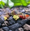 Vibrant yellow and red striped baby sulawesi rabbit snails resting on dark gravel in an aquatic environment