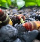 A vibrant green baby yellow sulawesi rabbit snail with textured body emerging from dark brown shell on black gravel