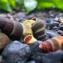 A vibrant yellow and brown striped baby yellow sulawesi rabbit snail with a glossy shell on dark gravel substrate