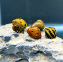Striped snail shell ornament from 5 Nerite Snails Mixed Pack