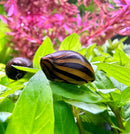 A glossy black and gold striped nerite snail shell resting on vibrant green aquatic foliage in a premium species pack
