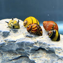 Yellow and black striped nerite snail figurine on rock, 5-pack