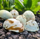 Five nerite snails with white and brown patterned shells resting on dark gravel in a premium species pack
