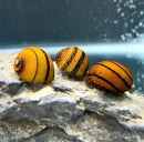 Three vibrant yellow nerite snails with bold black stripes resting on a textured gray rock surface premium species pack