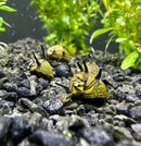 Five yellow and black striped nerite snails with spiky shells resting on dark gravel in an aquarium premium species pack