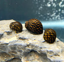 Three black and gold-spotted nerite freshwater snails resting on a gray rock from premium species pack