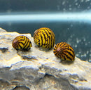 Three vibrant yellow and black striped nerite snails with pink spiral openings on a textured rock in premium pack