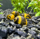 5 nerite snails with vibrant yellow and black patterned shells resting on dark gravel in an aquarium setting