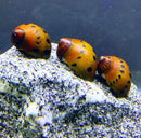 Three orange nerite snails with black spots resting on a textured rock in a premium species pack of five