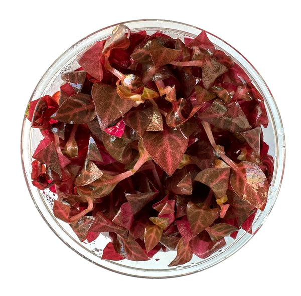 Alternanthera Rosanervig UNS Tissue Culture