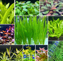 AquaticMotiv® Potted pack - 4 plants - [AquaticMotiv]