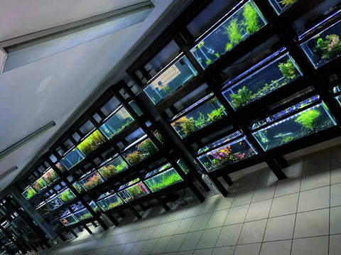 OUR PLANT ROOM