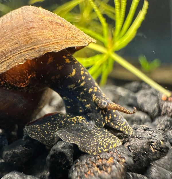 2 Black Panther Snails (Sulcospira testudinaria)