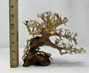 6-inch bonsai driftwood sculpture with beige coral branches on textured base