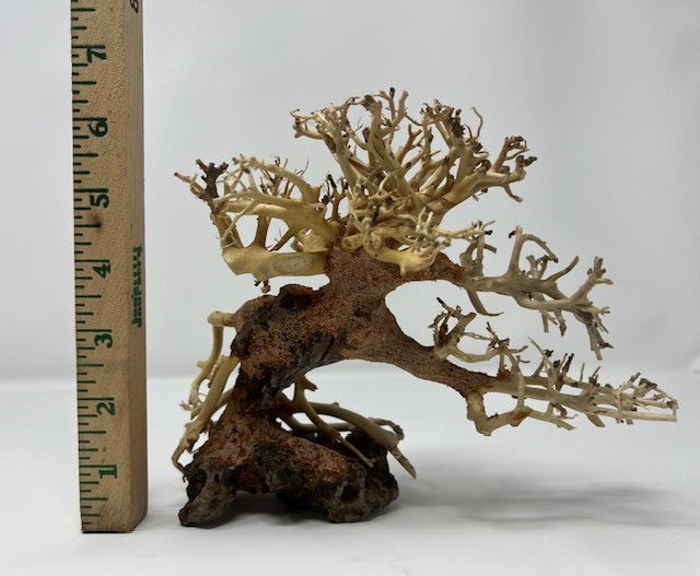 6" Bonsai Driftwood - AquaticMotiv