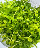 Monte Carlo Tissue Culture - [AquaticMotiv]