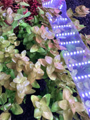 AquaticMotiv® Value bundle - 12 plants - [AquaticMotiv]