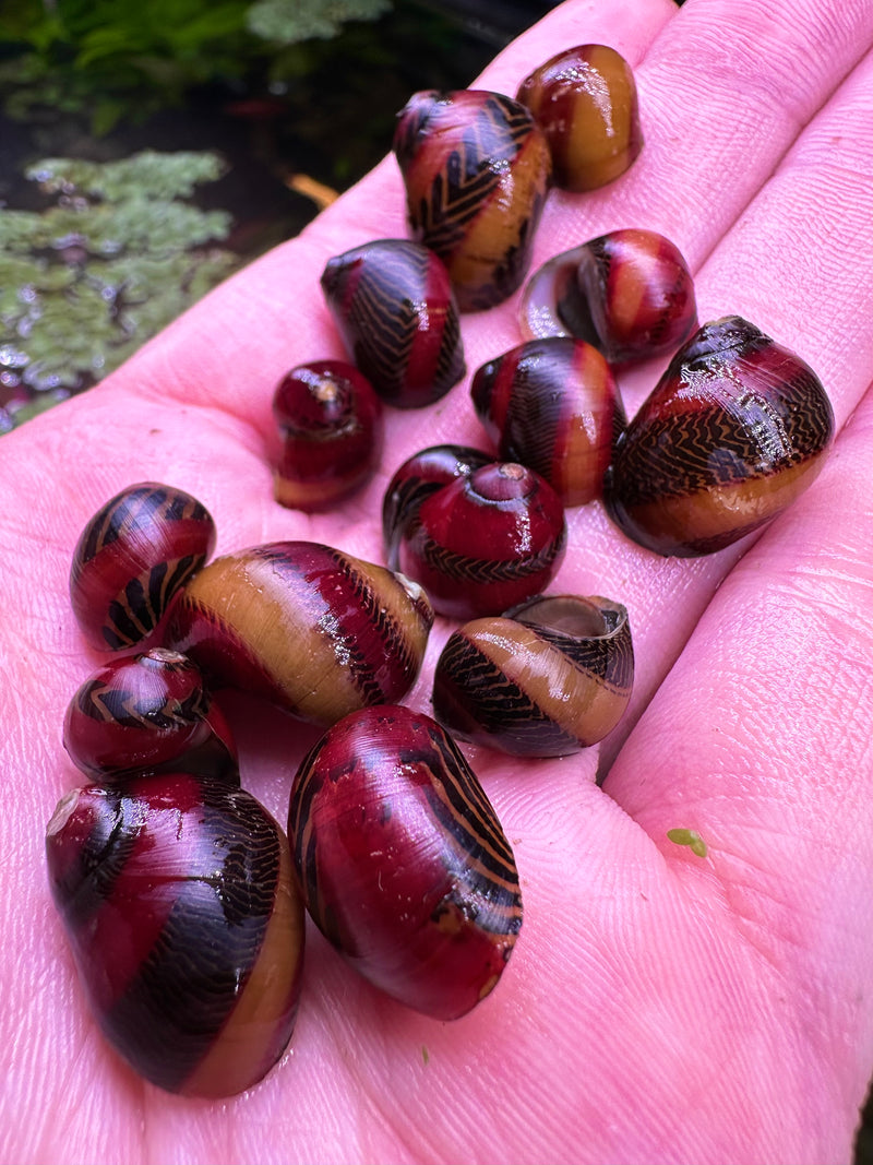 Red Racer Nerite Snail x3 (Vittina Waigiensis) - [AquaticMotiv]