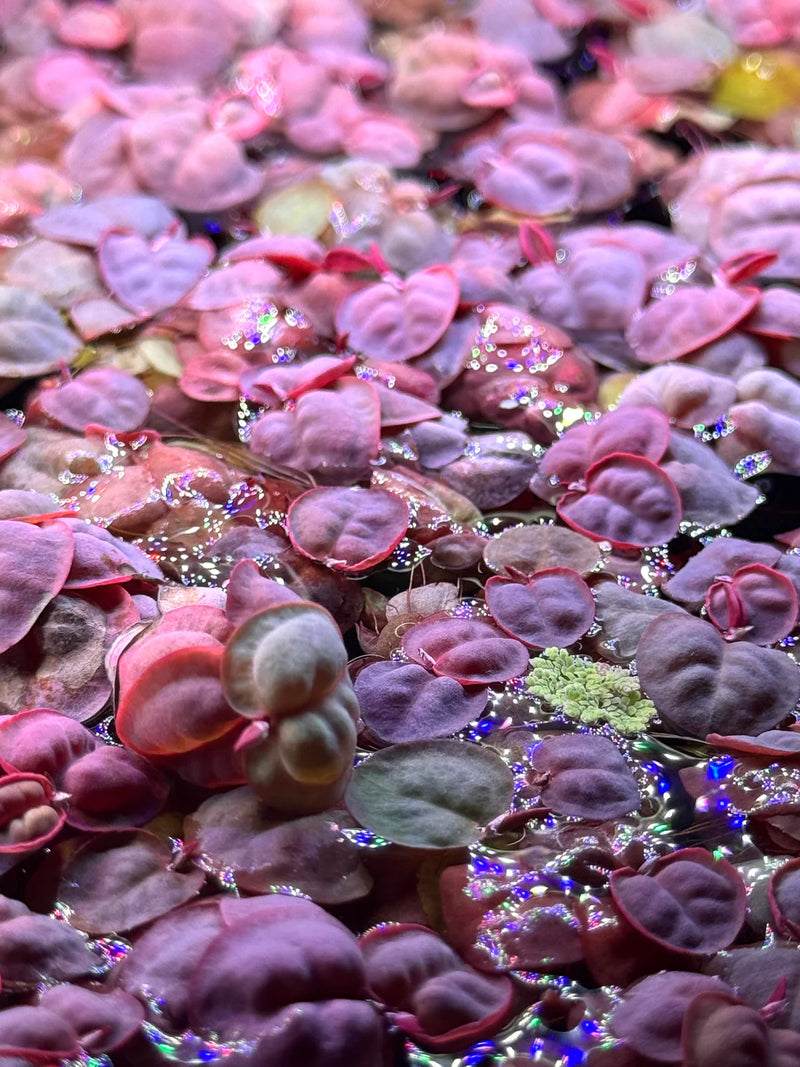 AquaticMotiv® Betta pack - 4 plants - [AquaticMotiv]