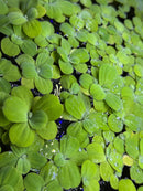 Water Lettuce Portion (Pistia Sp.) - Young Plants - [AquaticMotiv]