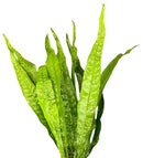 Java Fern (Microsorum pteropus) Pot - [AquaticMotiv]