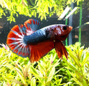 Half Moon Plakat (HMPK) Betta Male - [AquaticMotiv]