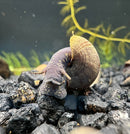 2 Black Panther Snails (Sulcospira testudinaria) - [AquaticMotiv]