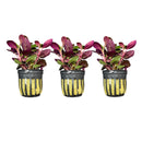 Lobelia Cardinalis Potted - 3 plants - [AquaticMotiv]