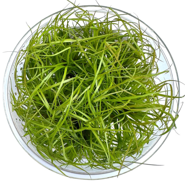 Juncus Repens Tissue Culture
