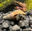 2 Black Panther Snails (Sulcospira testudinaria) - [AquaticMotiv]