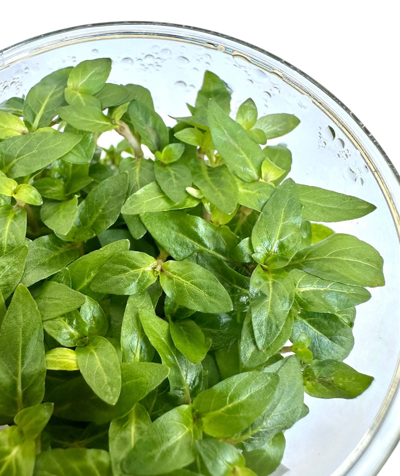 Staurogyne Repens Tissue Culture
