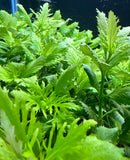 AquaticMotiv® Value bundle - 12 plants - [AquaticMotiv]