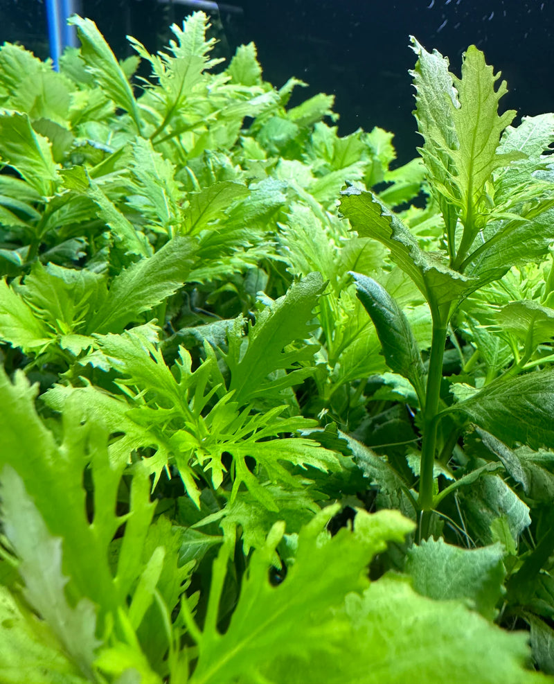 AquaticMotiv® Value bundle - 12 plants