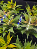 AquaticMotiv® Value bundle - 12 plants - [AquaticMotiv]