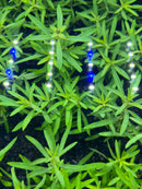 AquaticMotiv® Value bundle - 12 plants - [AquaticMotiv]