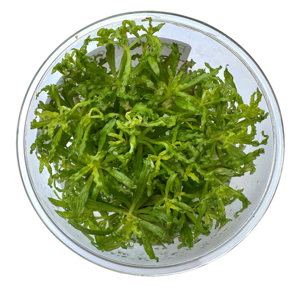 Pogostemon Helferi 'Downoi' UNS Tissue Culture