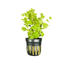 Golden Lloydiella (Lysimachia nummularia 'Aurea') Potted - [AquaticMotiv]