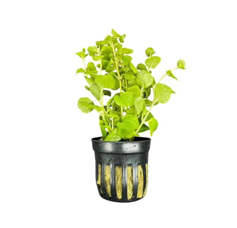 Golden Lloydiella (Lysimachia nummularia 'Aurea') Potted