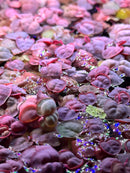 Red Root Floaters (Phyllanthus Fluitans) - [AquaticMotiv]