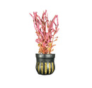 Rotala Magenta Pot - [AquaticMotiv]