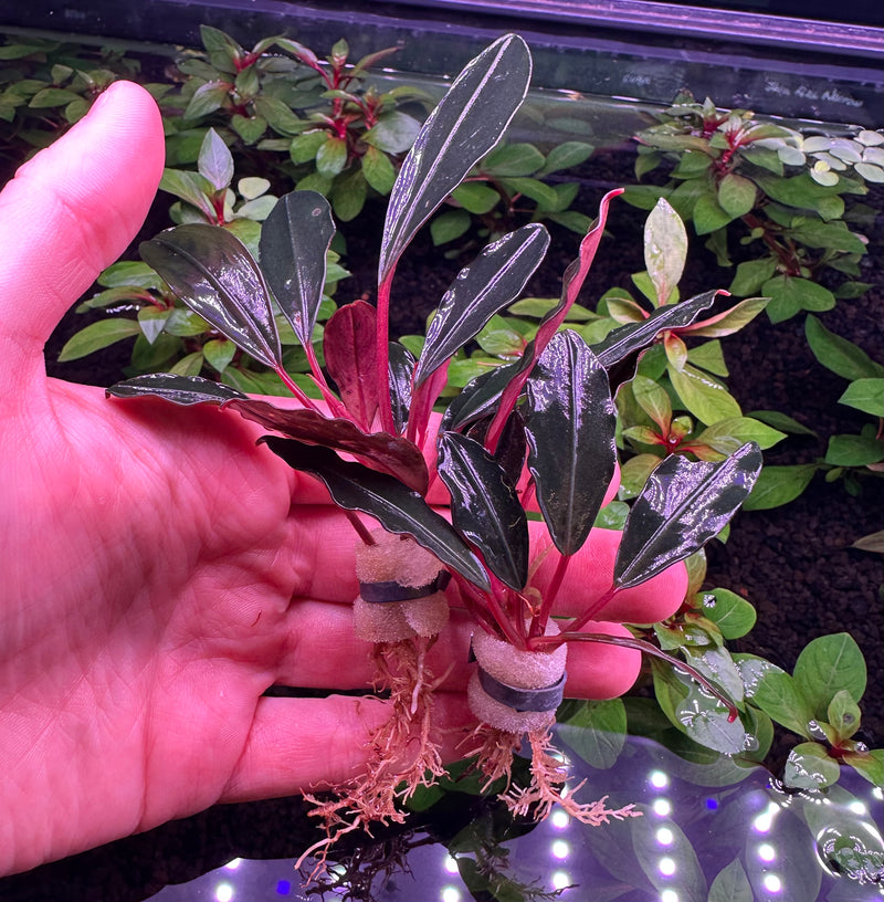 Bucephalandra Pink Lady